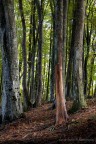 nel bosco verso il tramonto