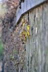 f/5
1/60
Iso 100
150mm