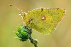 Colias
