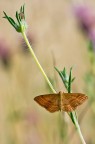 90mm, 1/200s, f/10, iso 400

HR
http://img525.imageshack.us/img525/4417/falenaecompagnia1300.jpg
