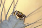 http://postimage.org/image/y6yrqrzjx/
1/15 di sec 
F9
iso 200 
colpetto di flasc