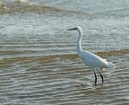 Sony a77-400 4,5-1 /1600- f. 6,3-Iso 320.
Non avevo mai visto una garzetta intenta a pescare in riva al mare.