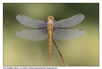 Diamantata