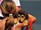 I cuccioli