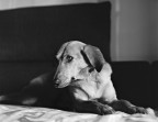 thelma