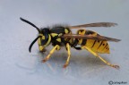 La vespa sulla macchina