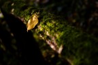 Sottobosco