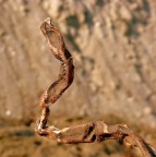 1/500-f3,6-ISO100-ML

kampes

P.S.  una radica che spuntava in mezzo al marasma alluvionale della spiaggia....m' parso un serpente in fase d'attacco....se avete altre interpretazioni....