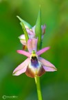 Orchidea sconoisciuta