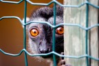 Foto nominata nel concorso internazionale http://www.thecolorawards.com/, nella categoria Wild Life - amateur

Commenti graditi...