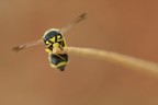 Odynerus sp. parte II