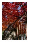 Colors