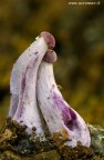 Abbiamo trovato questi due piccoli funghi (Laccaria amethystina) sotto un tronco marcescente. Erano quasi invisibili (circa 6 mm).
Per fotografarli abbiamo usato il sigma 180 con i tubi e unito pi scatti.
Canon 7D - Sigma 180 mm - f/13 - 1/6 - ISO 160 - Tubi Kenko 4 scatti uniti
Ciao