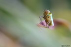 Cicadella psichedelica