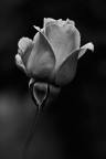 Rosa b/n