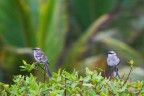 Mockingbird ambientati