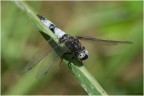 Libellula_1