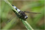 Libellula_1. Parco Naturale di Candia.
Pentax KM con Tamron 70-300 a 240 mm, f7,1, 1/400 di s, ISO 200, a mano libera.