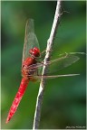 Libellula_2