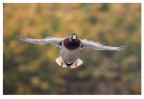 Volando