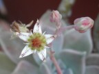 Fiore pianta grassa