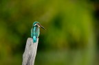 King Fisher
