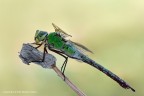 Anax imperator