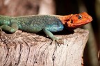 iguana