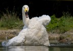 cigno selvatico