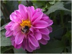 Dalia_7