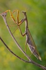 Mantis