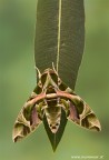 Daphnis nerii ....