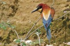 Gruccione (Merops apiaster)