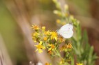 Primi esperimenti col macro: dettaglio delle ali scarso. Bianco sparato e...? La farabutta si era posata da un attimo. e,onestamente, non ho troivato scatto migliore di questo: solo maschera di contrasto e nient'altro. attendo suggerimenti e mazzate sul groppone.