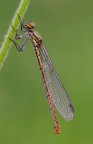 Pyrrhosoma nymphula