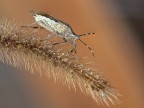 cimice