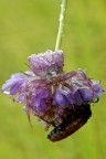 f 16  1/2  iso100  90mm

Tra uno scroscio di acqua e l'altro, qualche mese f, scovai questo fiore piegato dal peso dei due soggetti, e dalle gocce appena cadute...
Questi soggetti riescono ad assumere il colore della pianta che li ospita, ma necessitano di qualche giorno..io li ho trovati davvero di tutti i colori...ne ho uno azzurro!

http://img196.imageshack.us/img196/6743/mimetismoviola4436.jpg