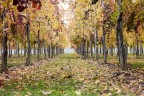 la vigna emiliana
