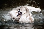 Cigno