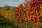 Iso 100
f/ 6.3
1/1000
Vitigno sulle colline intorno a Barolo