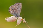 Un Polyommatus icarus di Buon Natale.