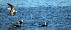 La laguna di Orbetello offre sempre scorci emozionanti.
EXIF:
Canon EOS 1100D + 70-300mm
f 5.6 1/1250s iso 100 300mm
L'ho solo ritagliata, applicato un po' di maschera di contrasto e corretto il bilanciamento del bianco.
Commenti e suggerimenti sempre graditi.