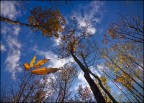 l'autunno dal basso