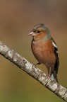 FRINGUELLO (IL PRIMO DELL'AUTUNNO........)