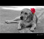 Tutte le signorine, hanno i loro gioiellini Tutte le signorine, hanno i loro gioiellini