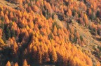 larici a Pontal d'Entreves