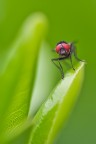 red eyes