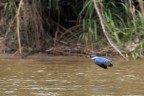 Martin pescatore dal collare (megaceryle torquata)