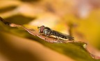 Autunno