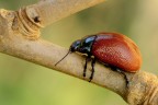 Coleottero rosso